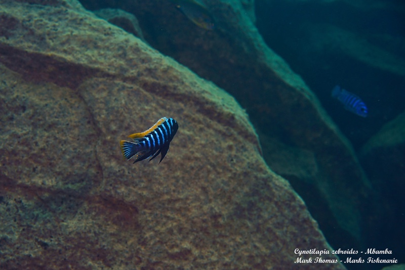 Cynotilapia zebroides 'Mbamba Reef'